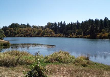 Photo of pond