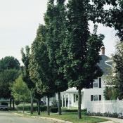street trees colmnar maple
